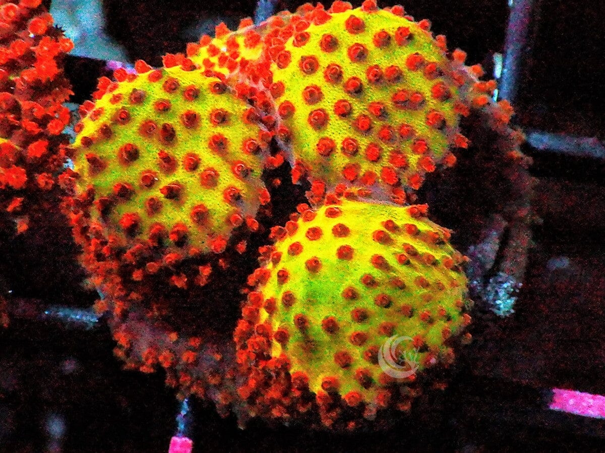 Burning Banana Sylocoeniella