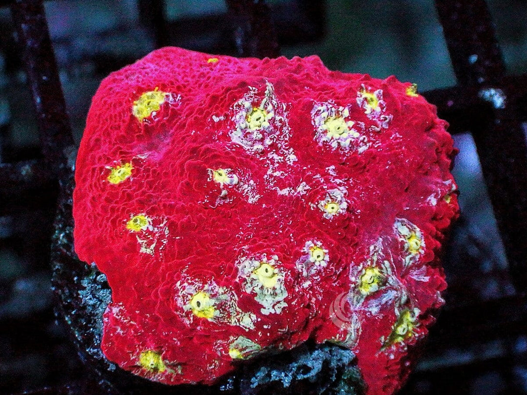 Glowing Embers Chalice