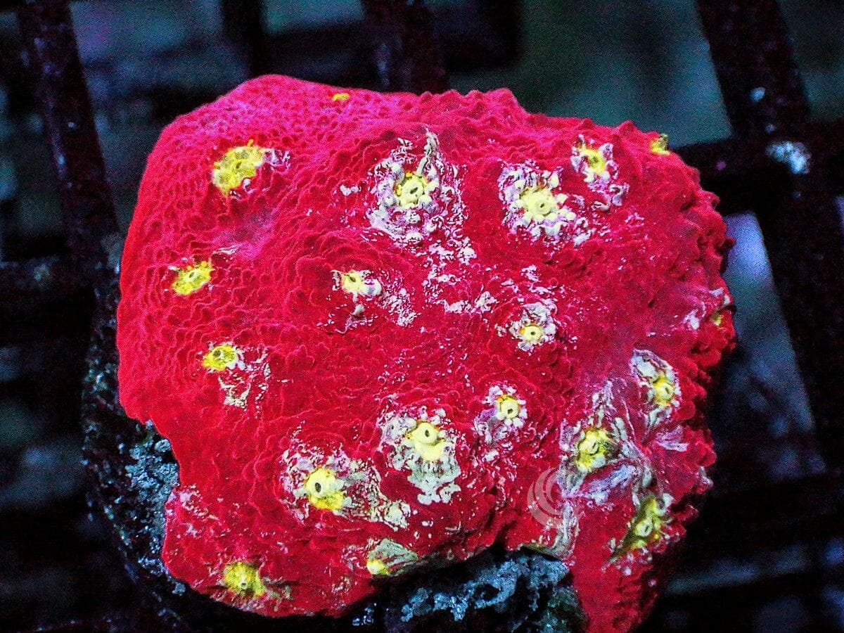 Glowing Embers Chalice