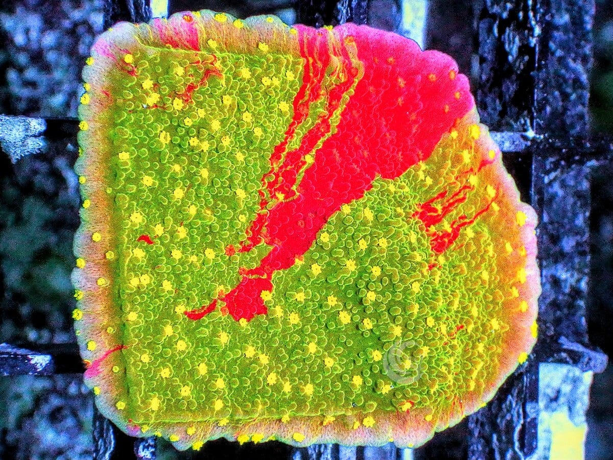 Spitfire Grafted Plating Montipora