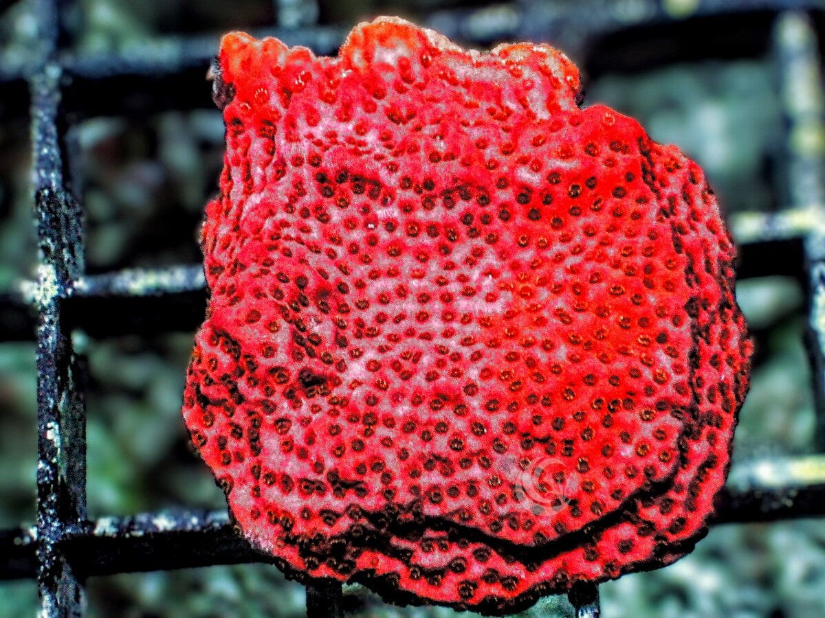 Orange Sherbet Encrusting Montipora