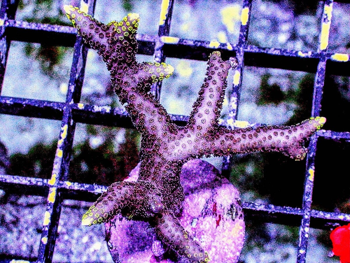 Glowing Fingers Bird's Nest