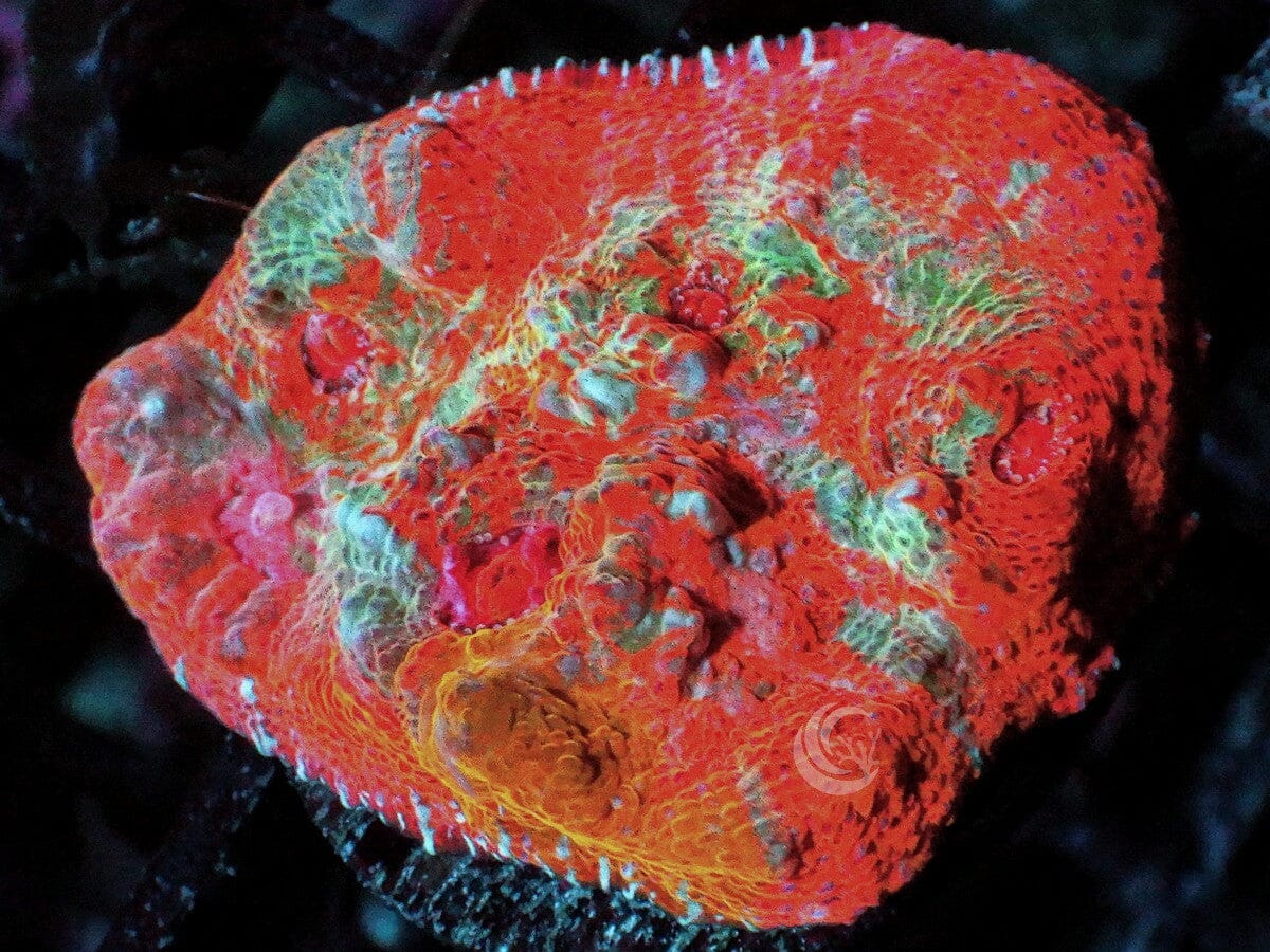 Teal Swirling Orange-Yellow Chalice