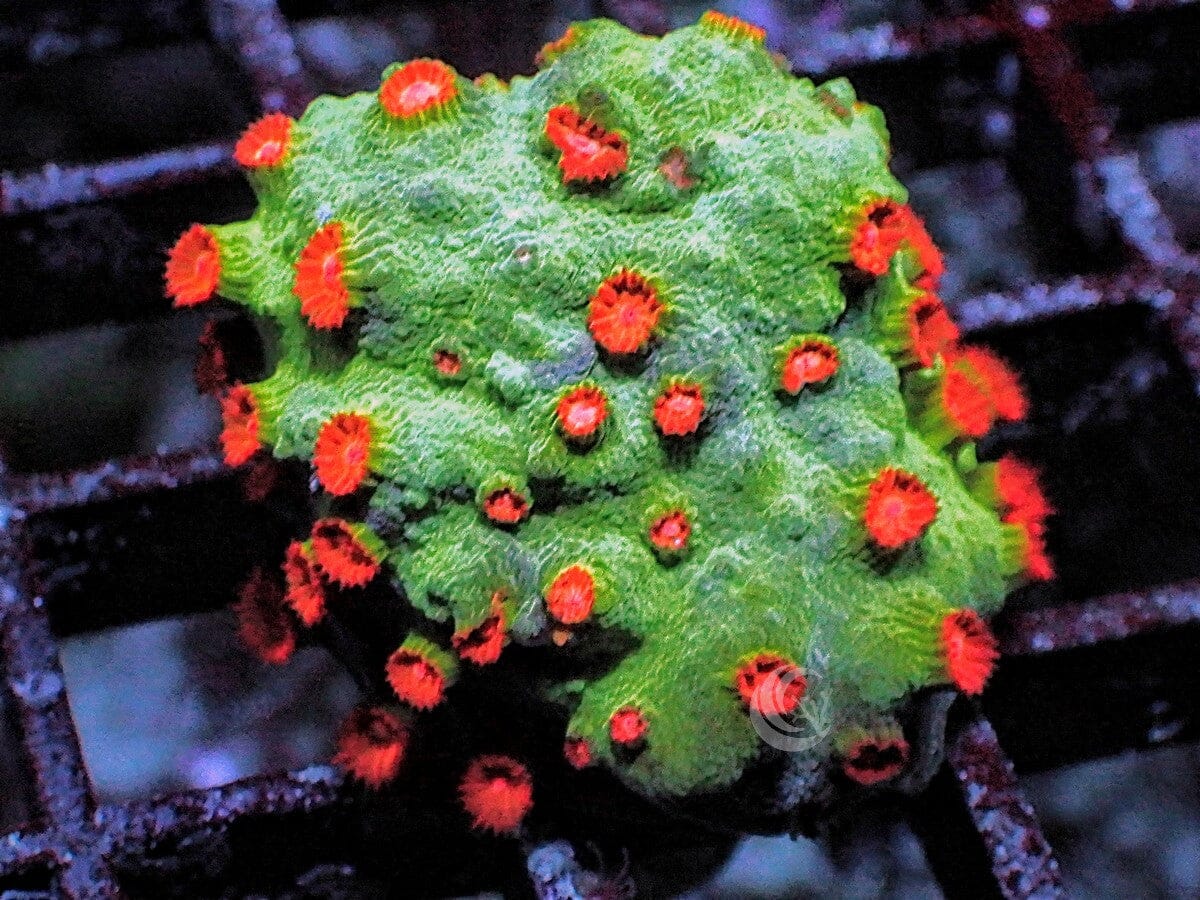 Poppy Pickin Cyphastrea