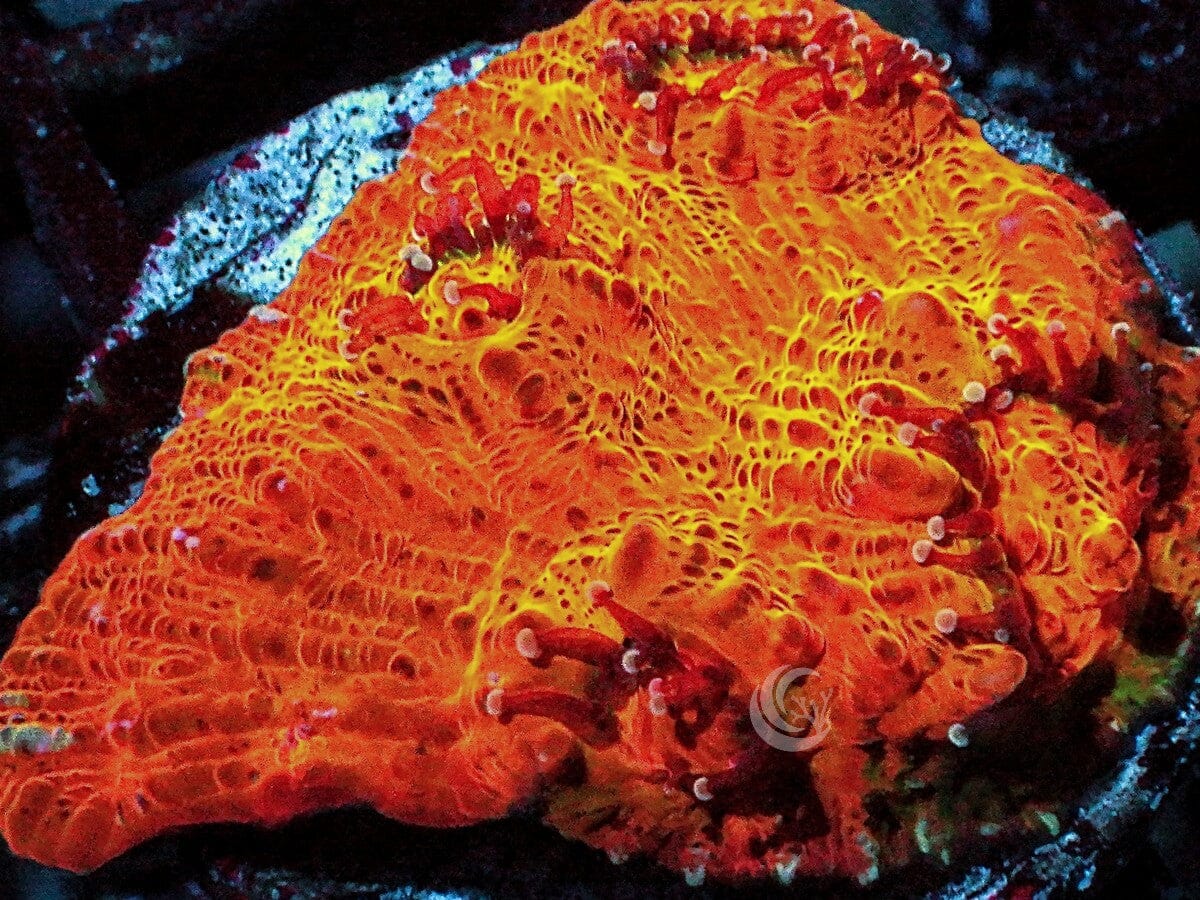 Metallic Orange Chalice