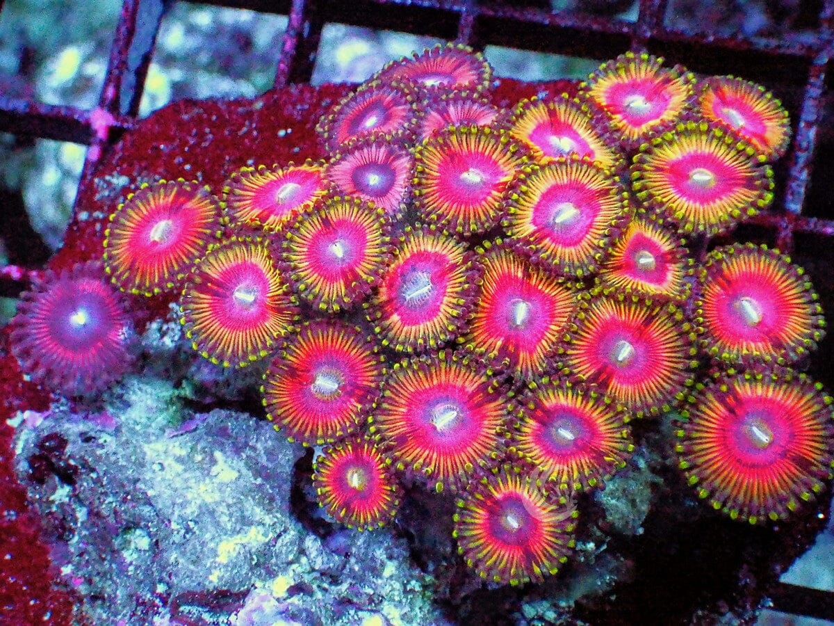 Ultra Zoanthid Combo