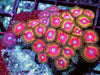 Ultra Zoanthid Combo