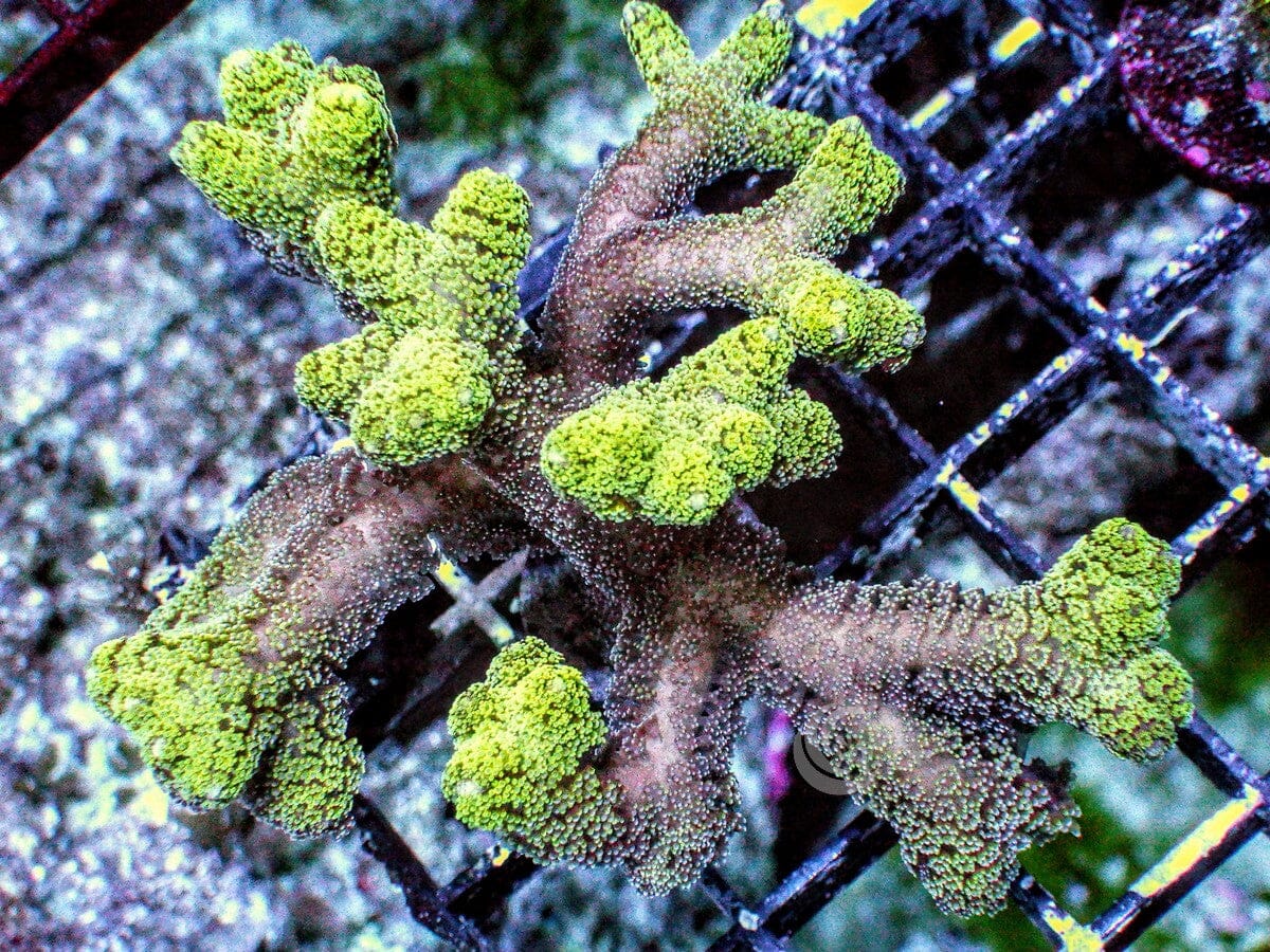 Green Tip Fuzzy Bird's Nest