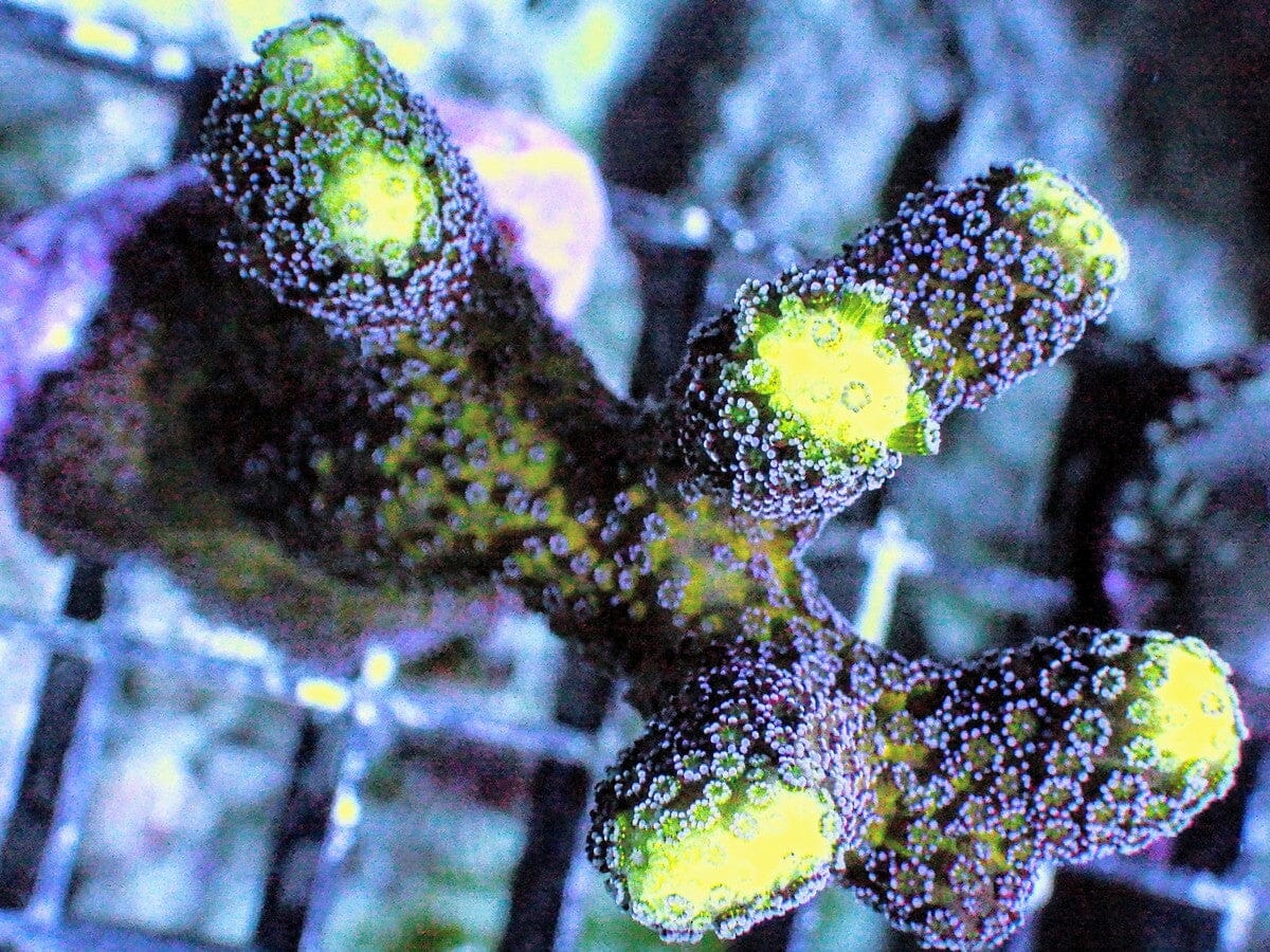 Purple Polyp Stylophora