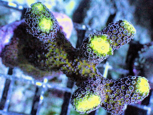 Purple Polyp Stylophora