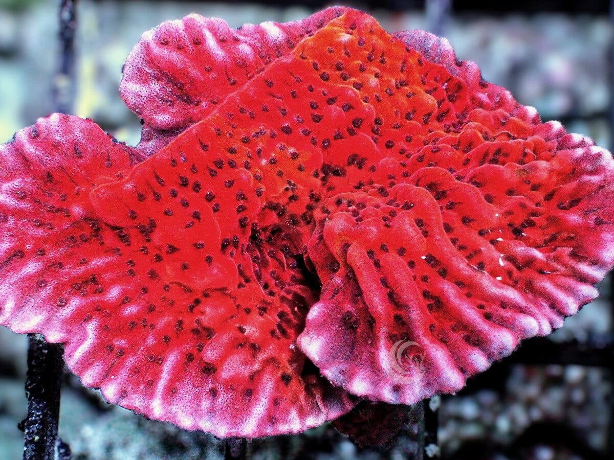 Strawberry Medusa Plating Montipora