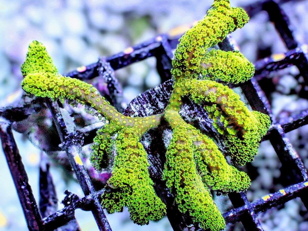 Fuzzy Green Polyp Bird's Nest