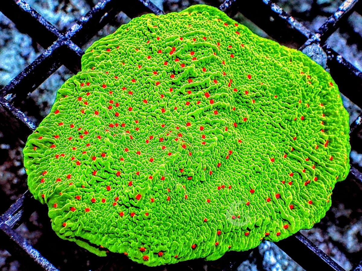 Red Polyp Grinch Plating Montipora