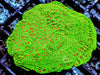 Red Polyp Grinch Plating Montipora