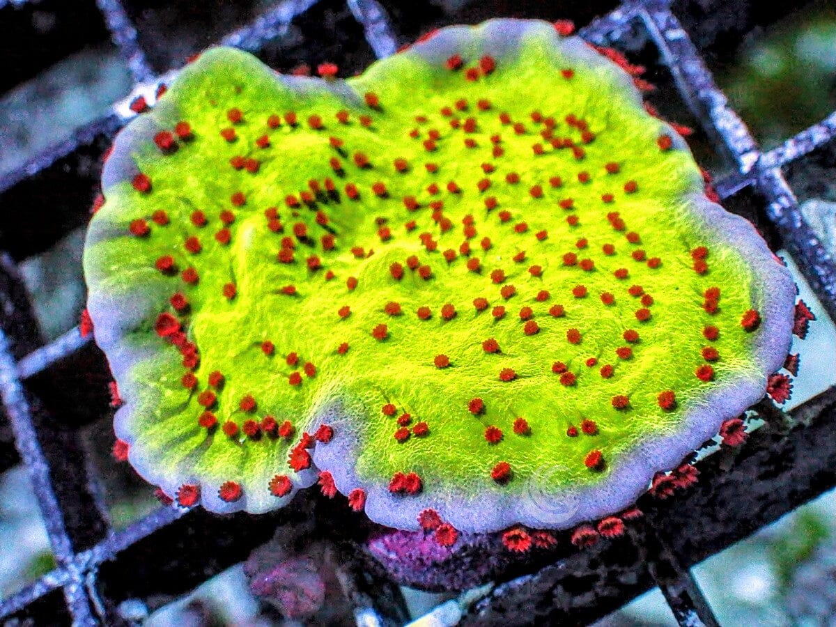 Purple rim Jedi Mind Trick Montipora