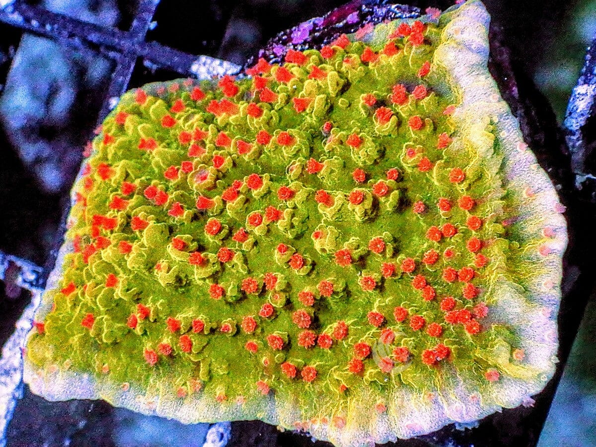 Seasons Greetings Plating Montipora