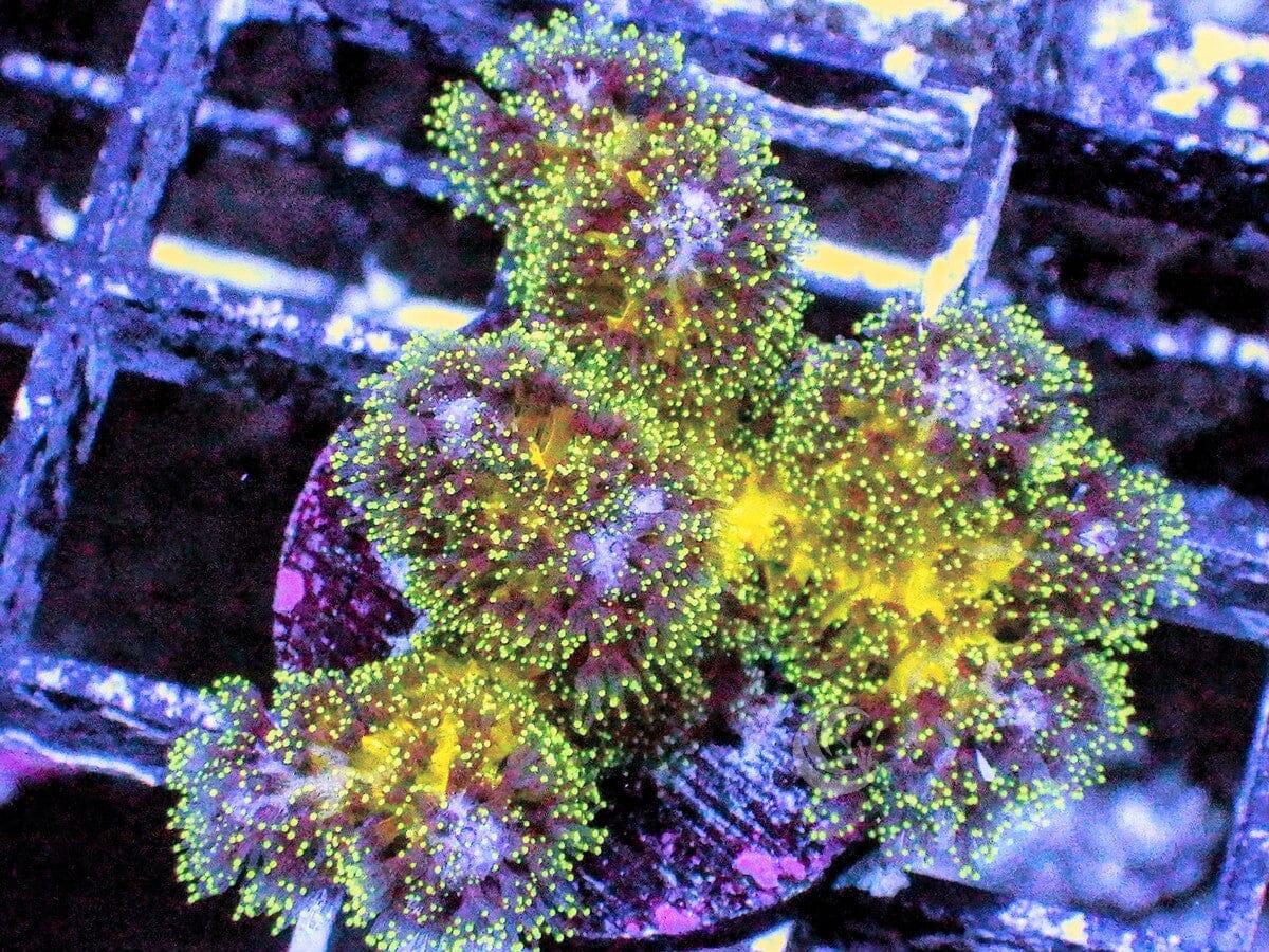 Purple tip Fuzzy Green Pocillopora
