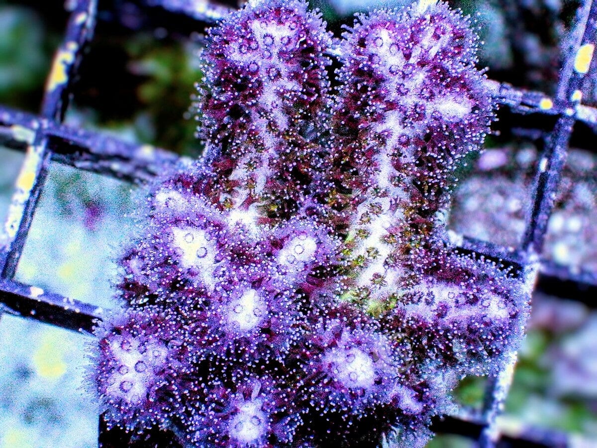 Pink-purple Pocillopora