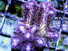 Pink-purple Pocillopora