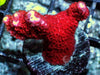 Orange-red Branching Montipora