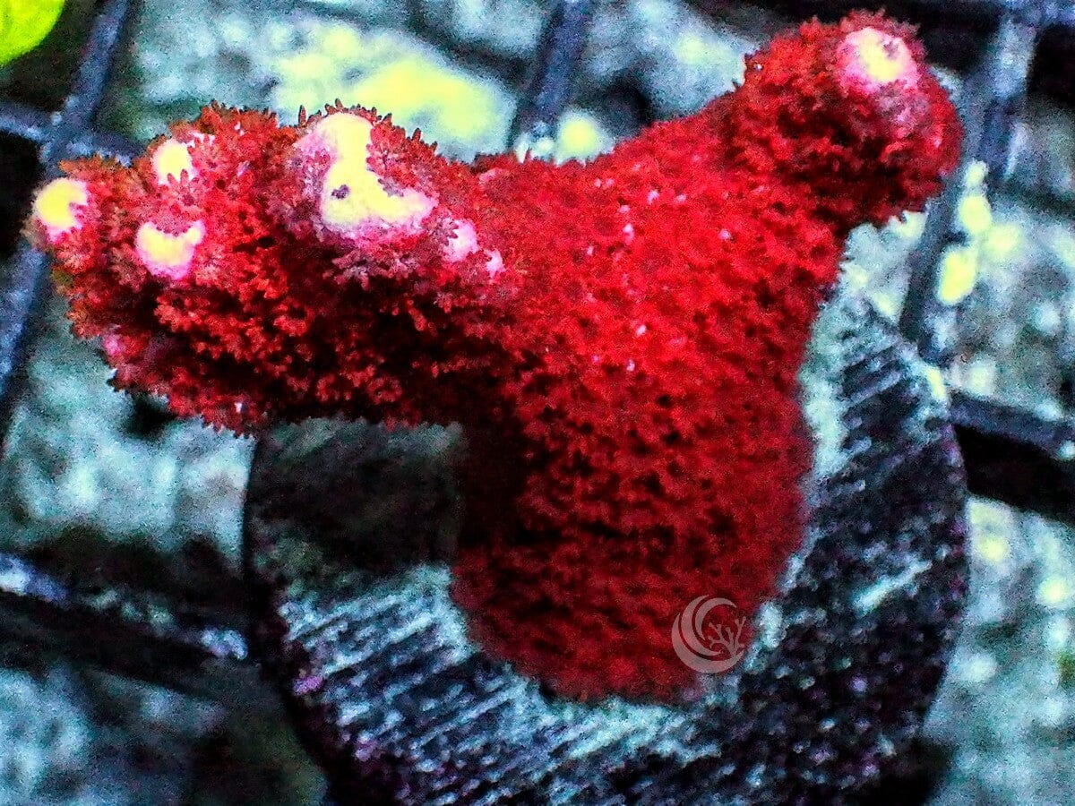Orange-red Branching Montipora
