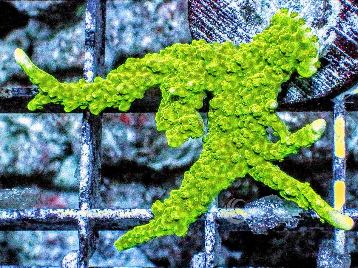 Green Branching Montipora