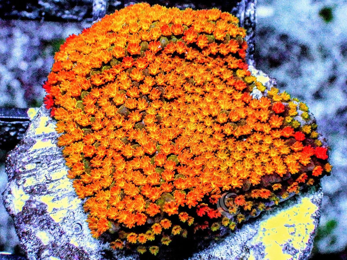 Ultra Encrusting Orange Blossom Montipora