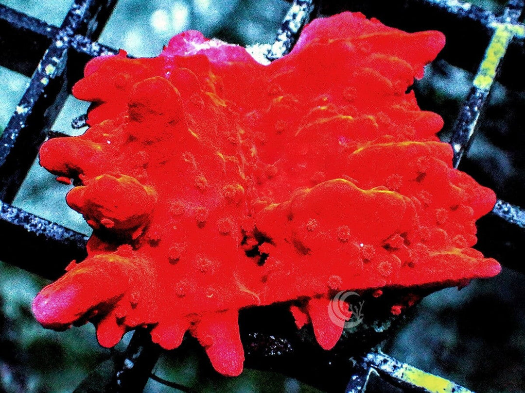 Red Hot Montipora setosa