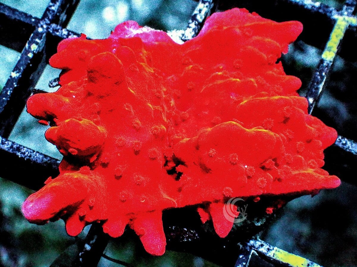 Red Hot Montipora setosa