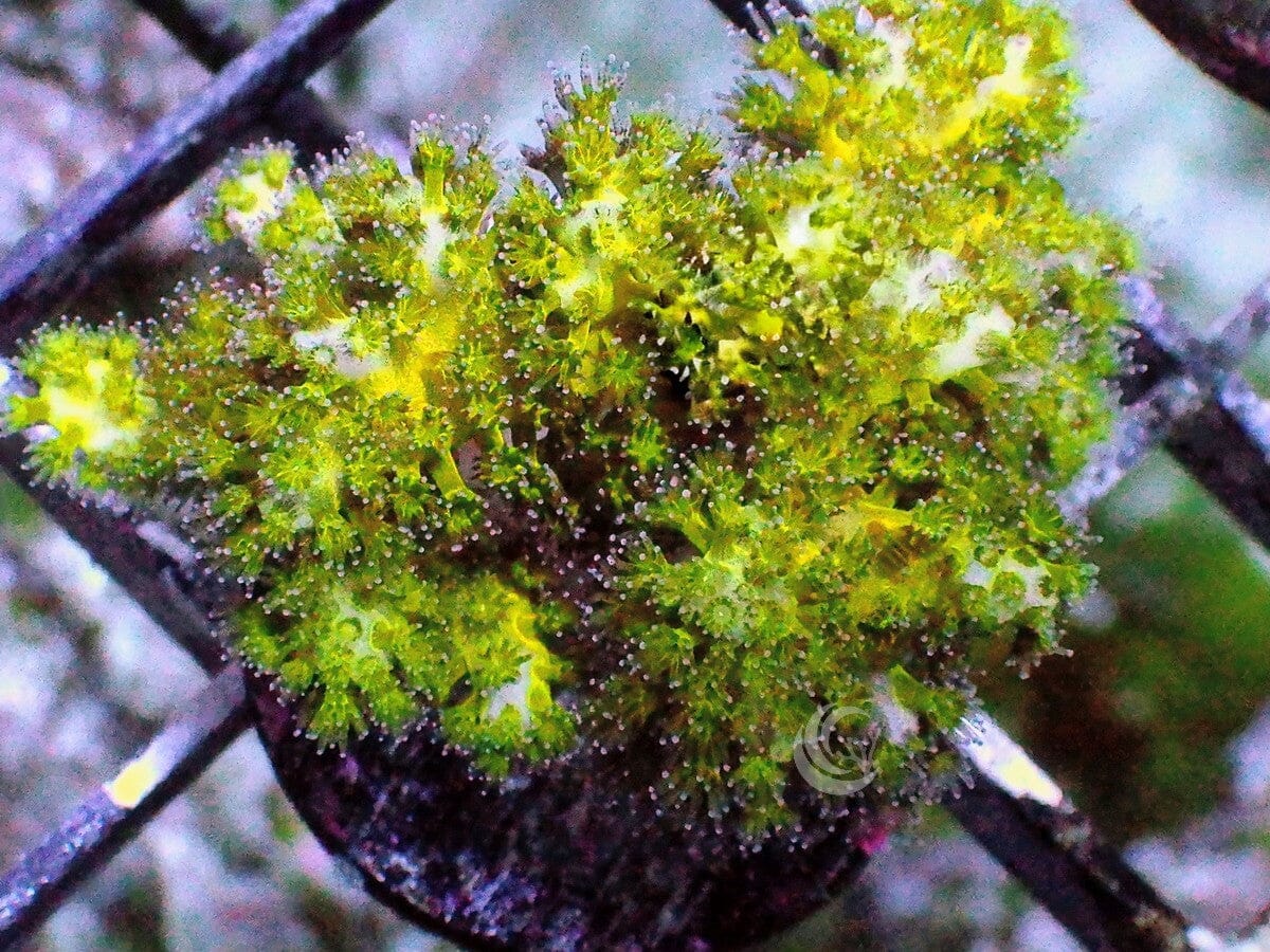 Fuzzy Green Pocillopora