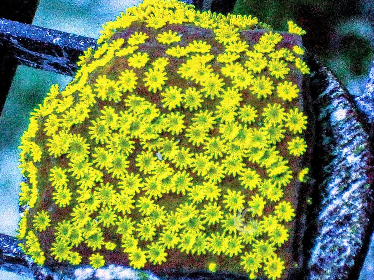 Dinosaur Egg Encrusting Montipora