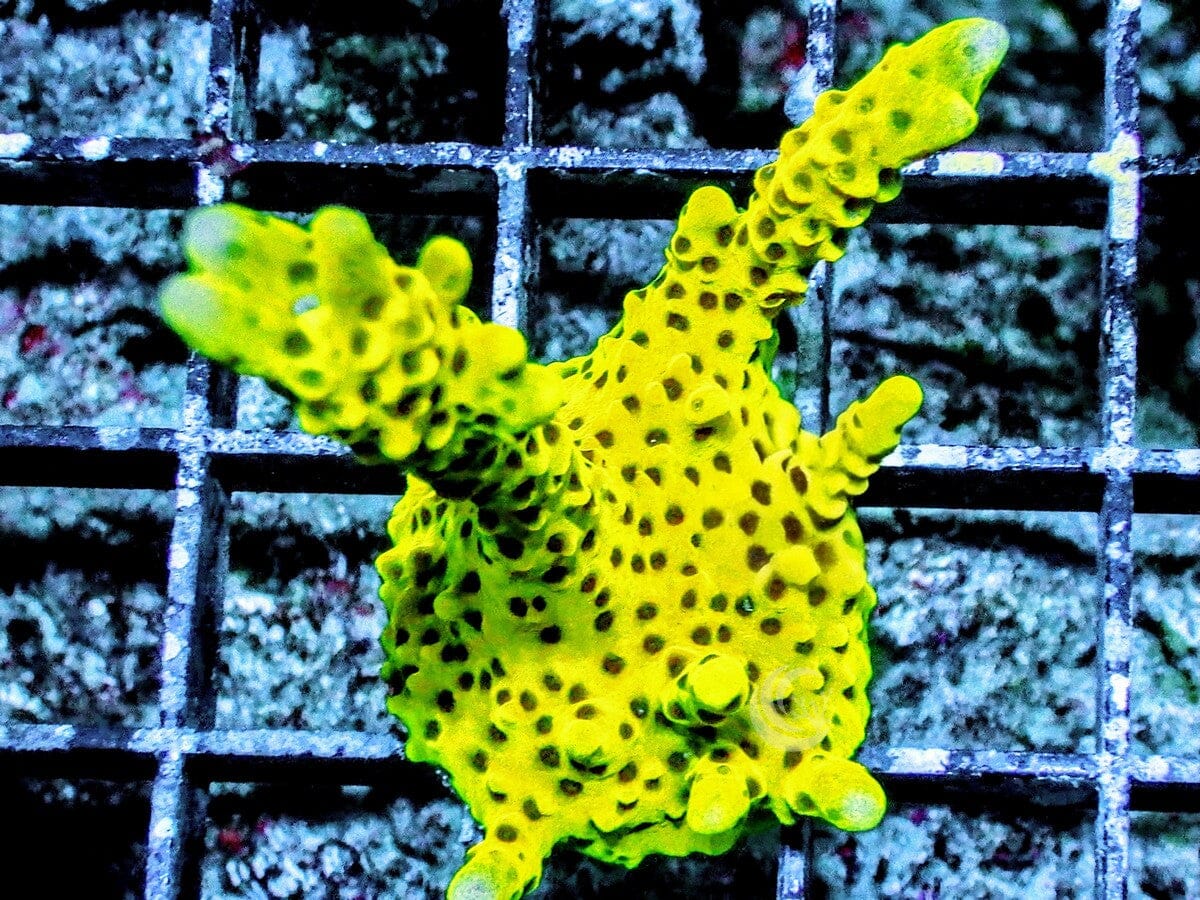 Neon Branching Anacropora