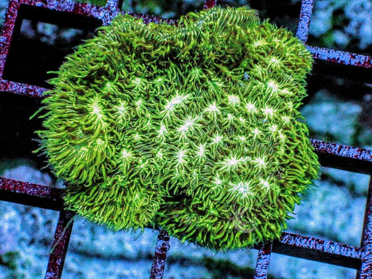 Fuzzy Green Plating Psammacora