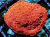 Orange Pavona maldivensis