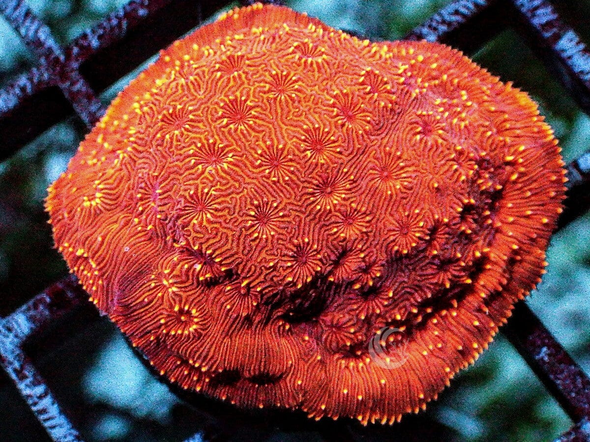 Orange Pavona maldivensis