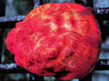 Blood Orange Psammacora