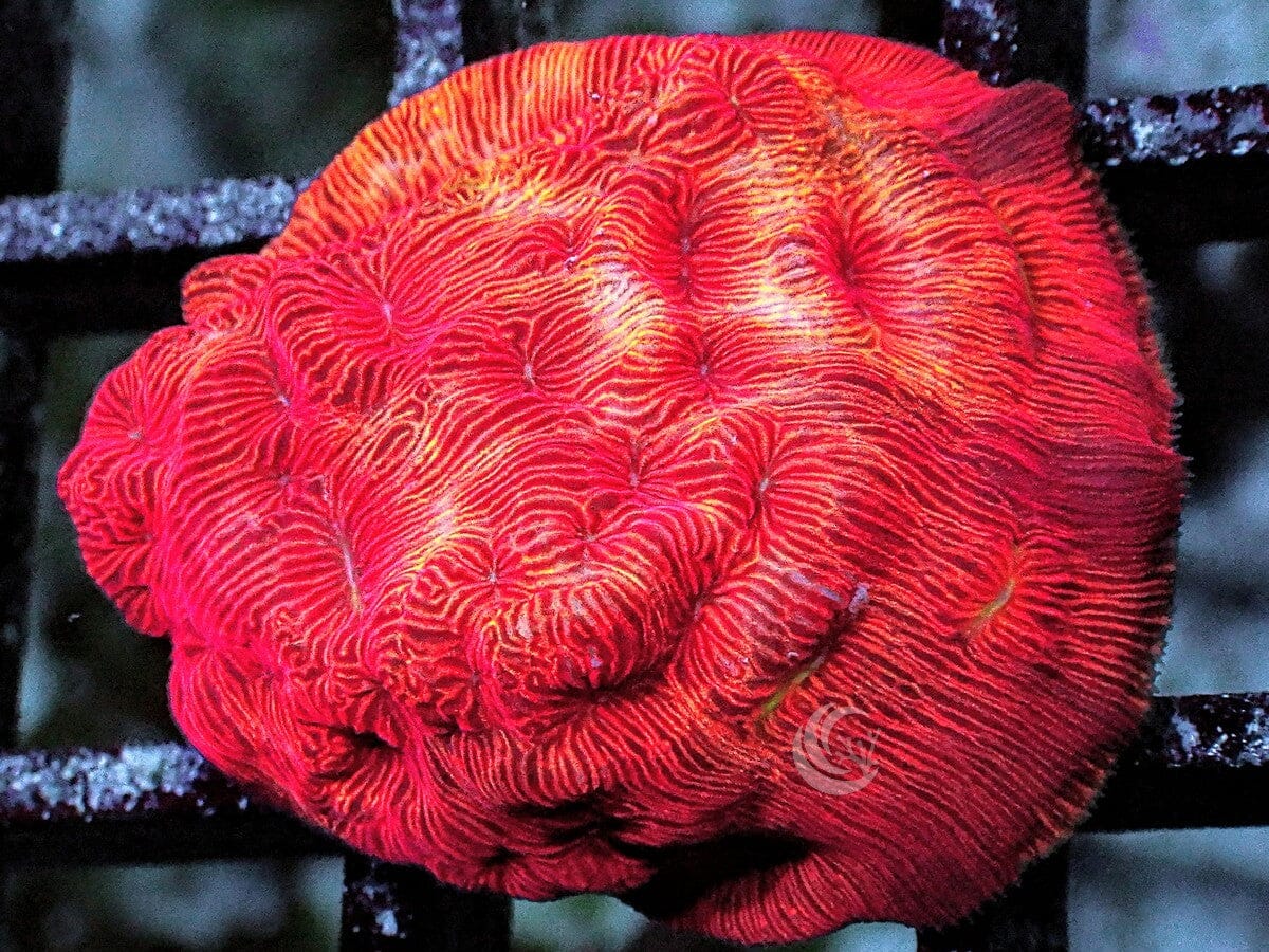 Blood Orange Psammacora