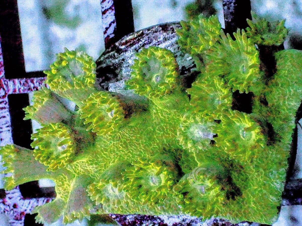 Green Pagoda Cup Turbinaria