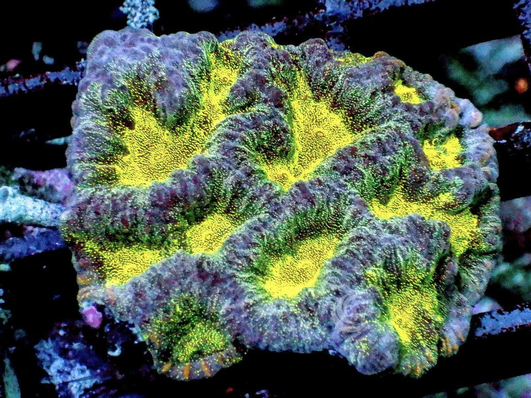 Tricolor Maze Brain
