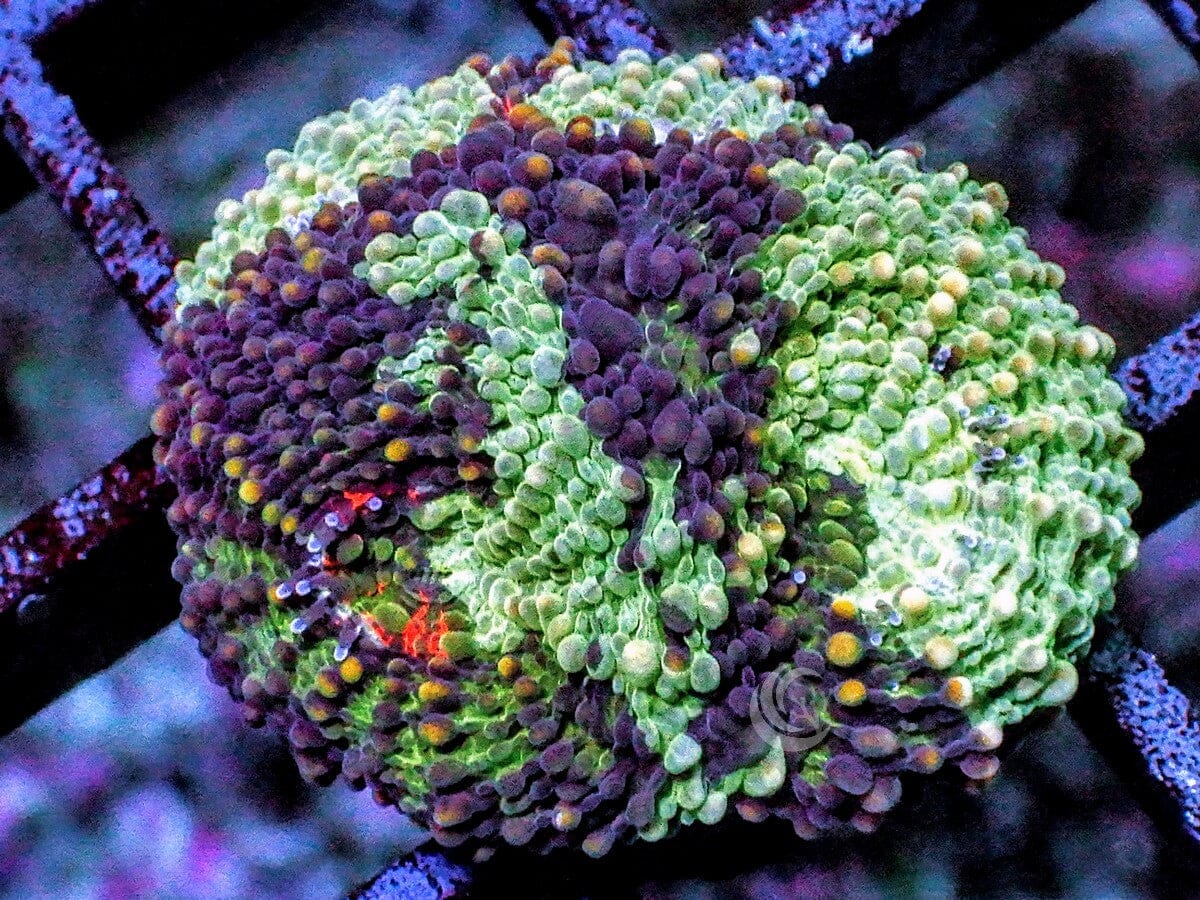 Orange Splashed Acan echinata