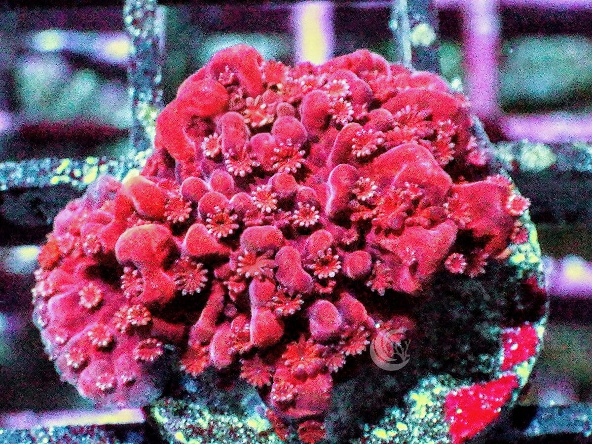 Red Montipora setosa