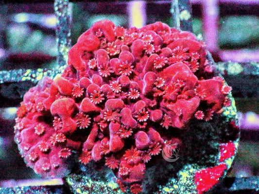 Red Montipora setosa