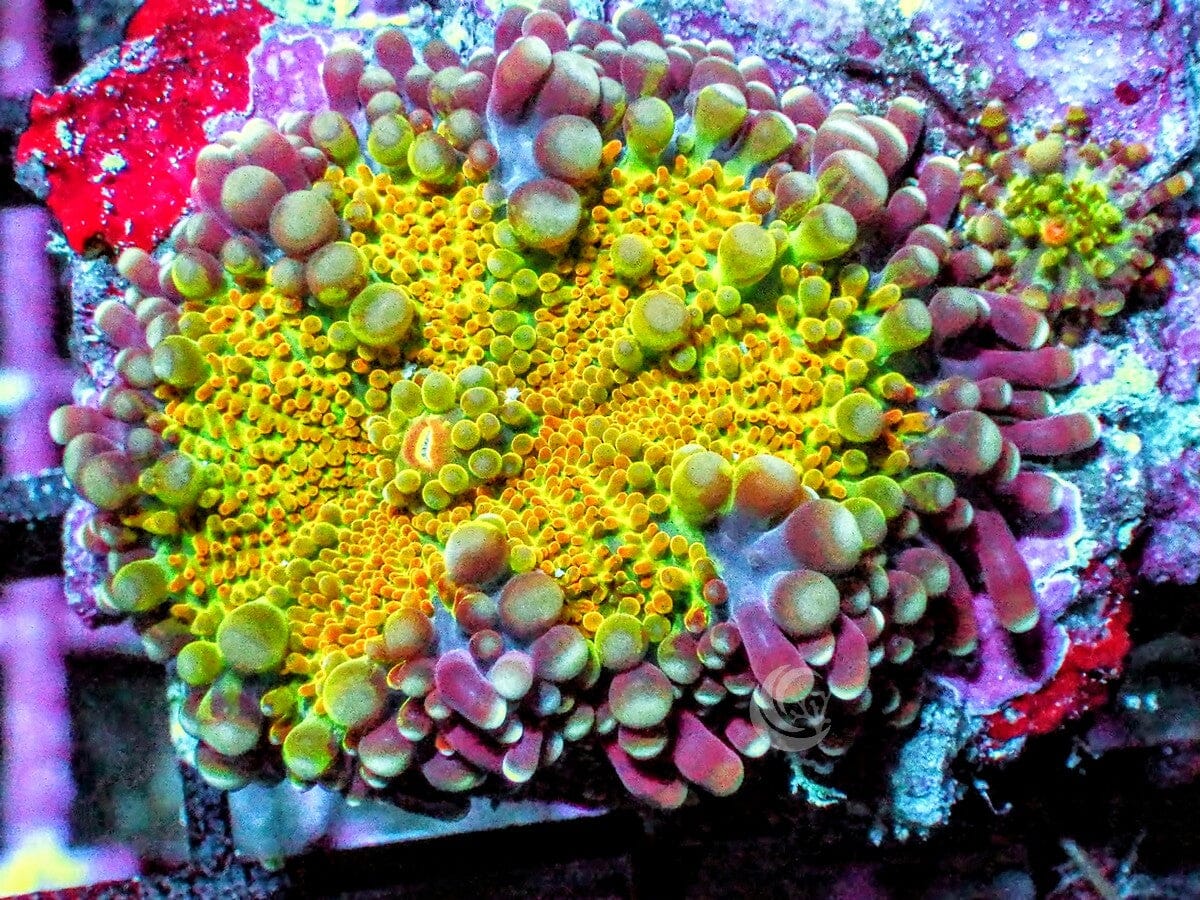 Yellow-Orange Ricordea yuma