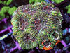Orange Splash Acan echinata