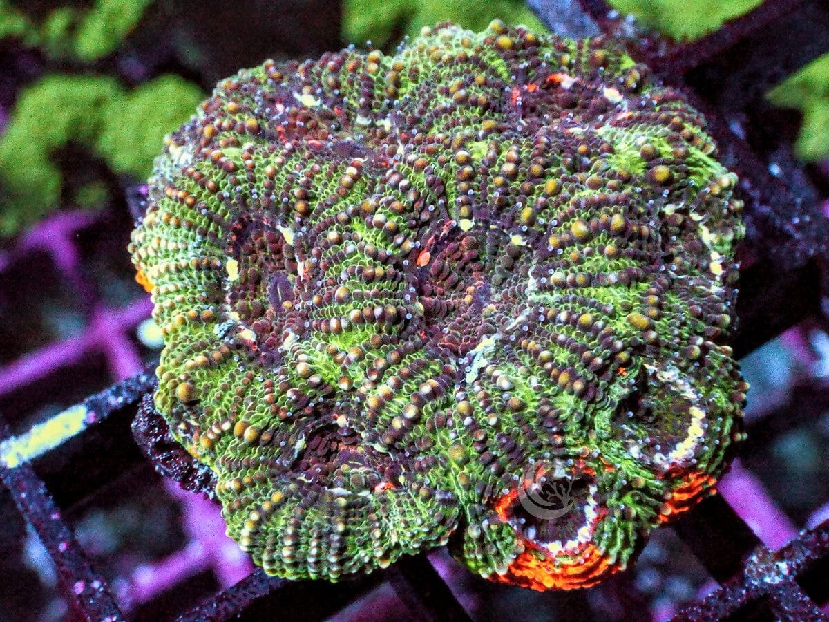 Orange Splash Acan echinata