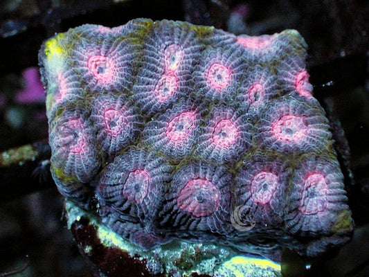 Pink Lace Favites