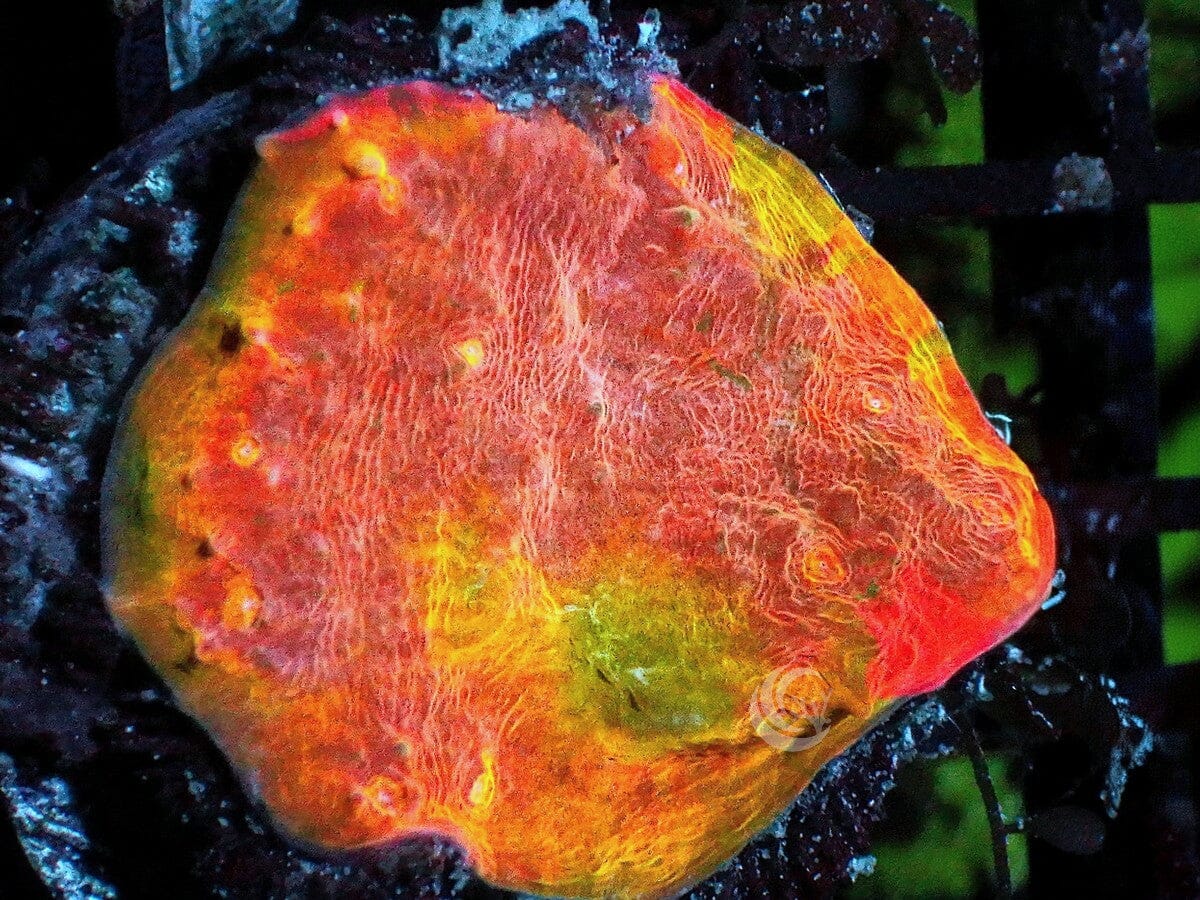 Melted Crayola Chalice