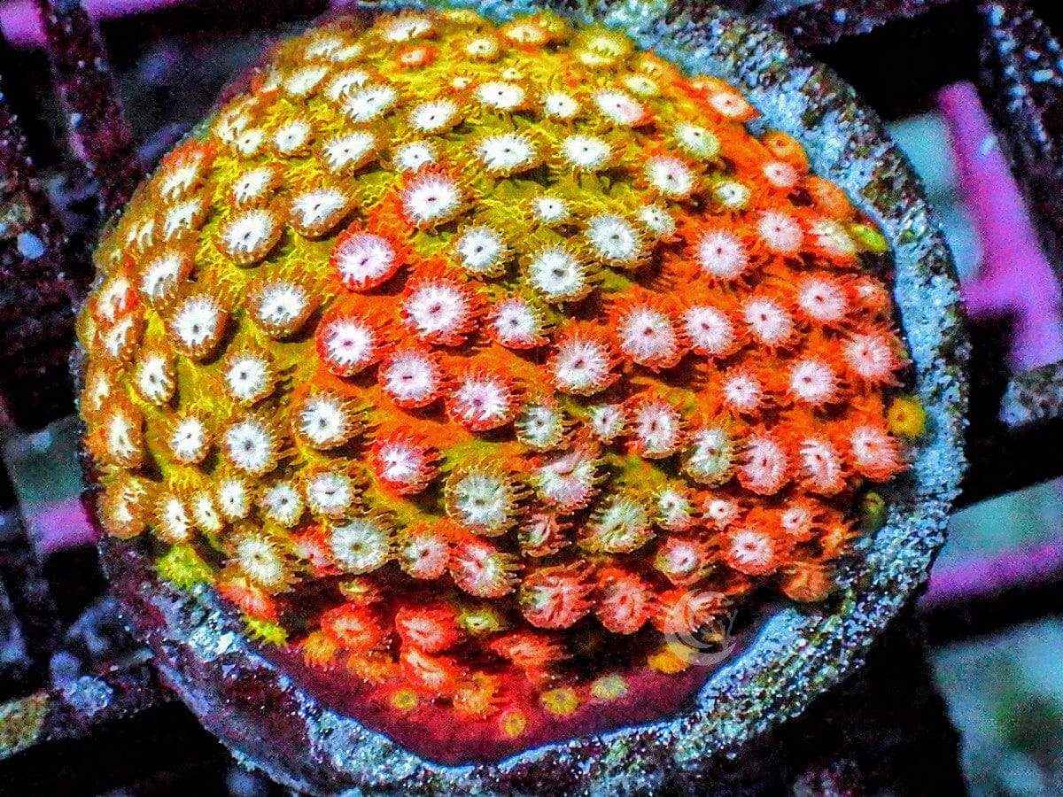 Grafted Cyphastrea