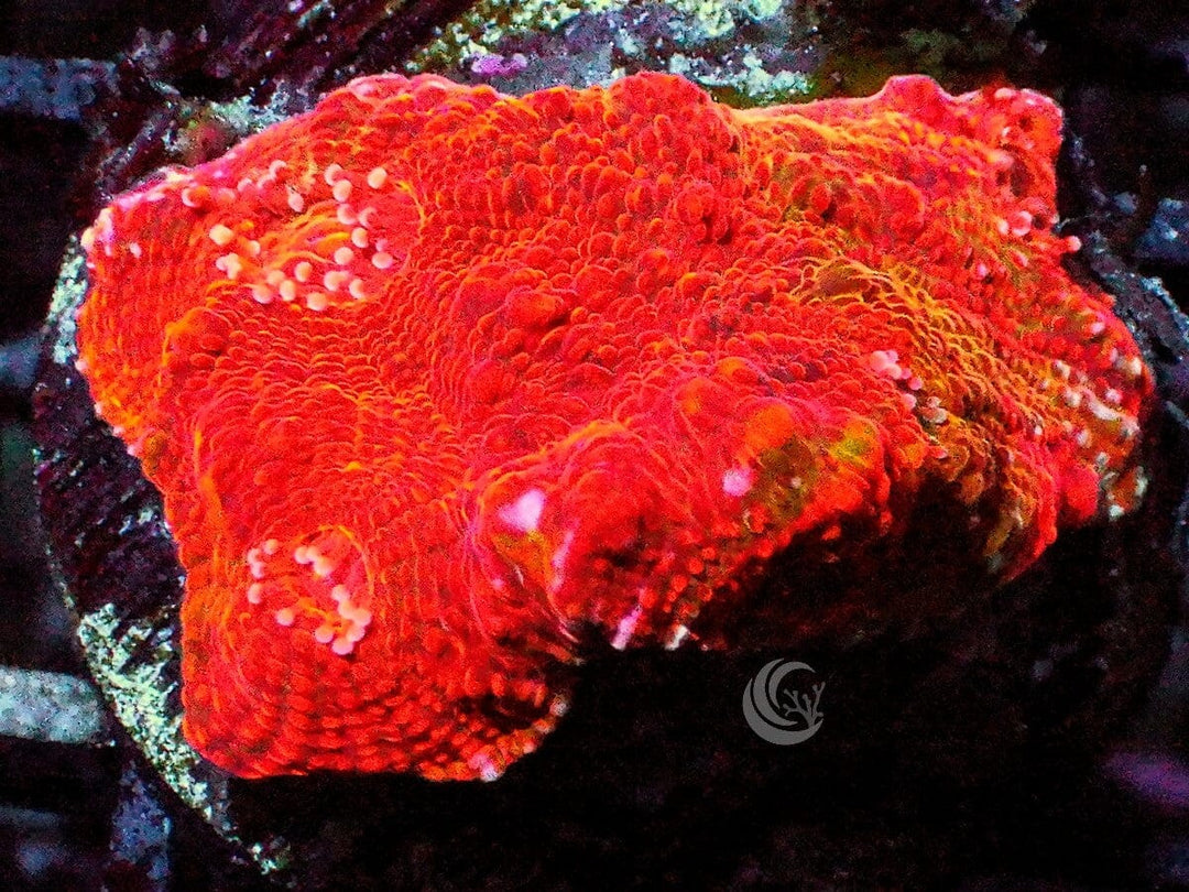 Red Starry Night Chalice