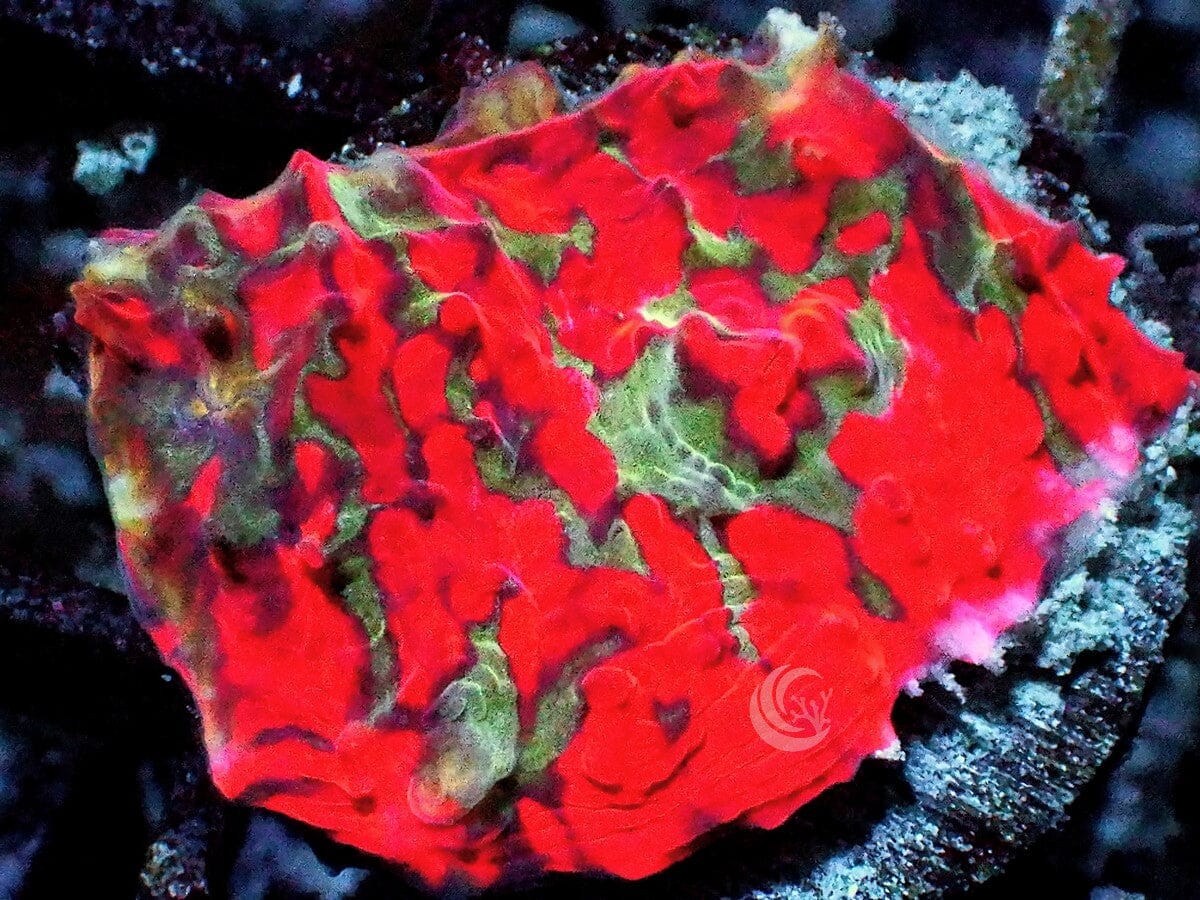 Big Bang Oxypora Chalice